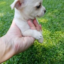 CKC Chihuahua puppies available Image eClassifieds4u 3