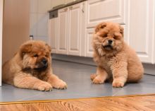 CKC Chow Chow puppies available Image eClassifieds4u 2