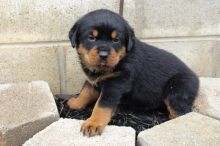 CKC Rottweiler puppies available Image eClassifieds4u 3