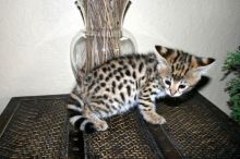 CKC Savannah kittens available Image eClassifieds4U