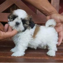 CKC Shih Tzu puppies available Image eClassifieds4u 2