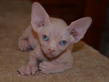 CKC Sphynx kittens available Image eClassifieds4u 1