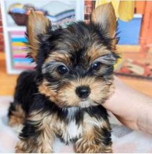 CKC Yorkie puppies available Image eClassifieds4u 2