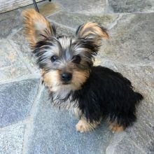 CKC Yorkie puppies available Image eClassifieds4u 1