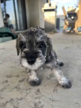 Miniature Schnauzer puppies for new homes Image eClassifieds4u 1