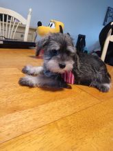 Miniature Schnauzer puppies for new homes Image eClassifieds4u 2