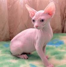 OUTSTANDING HAIRLESS SPHYNX KITTENS NOW READY FOR ADOPTION Image eClassifieds4u 1
