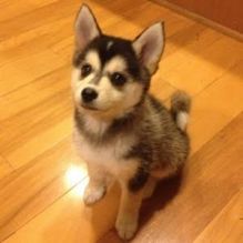 Pomsky puppies for new homes Image eClassifieds4u 2