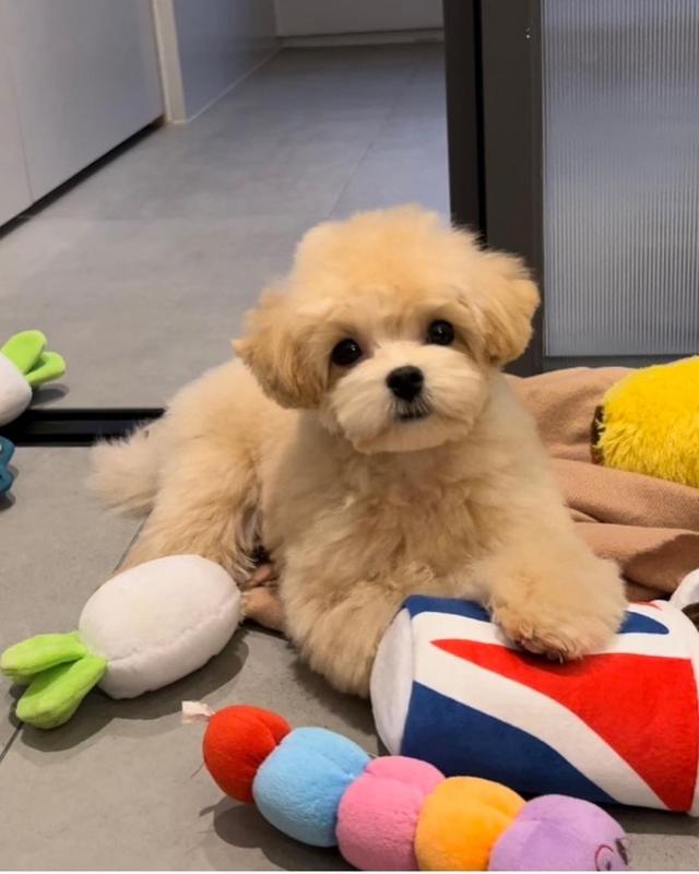 maltipoo puppies for adoption (suzanmoore73@gmail.com) Image eClassifieds4u