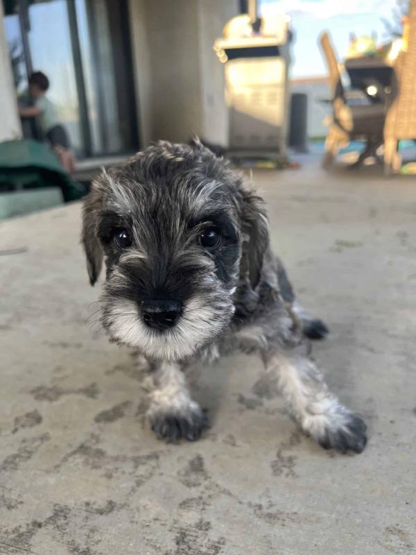 Miniature Schnauzer puppies for new homes Image eClassifieds4u