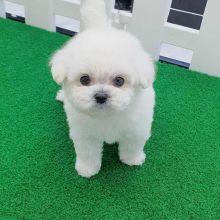 Male and female Maltese puppies for adoption