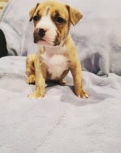 Excelent male and female Pitbull puppies for adoption
