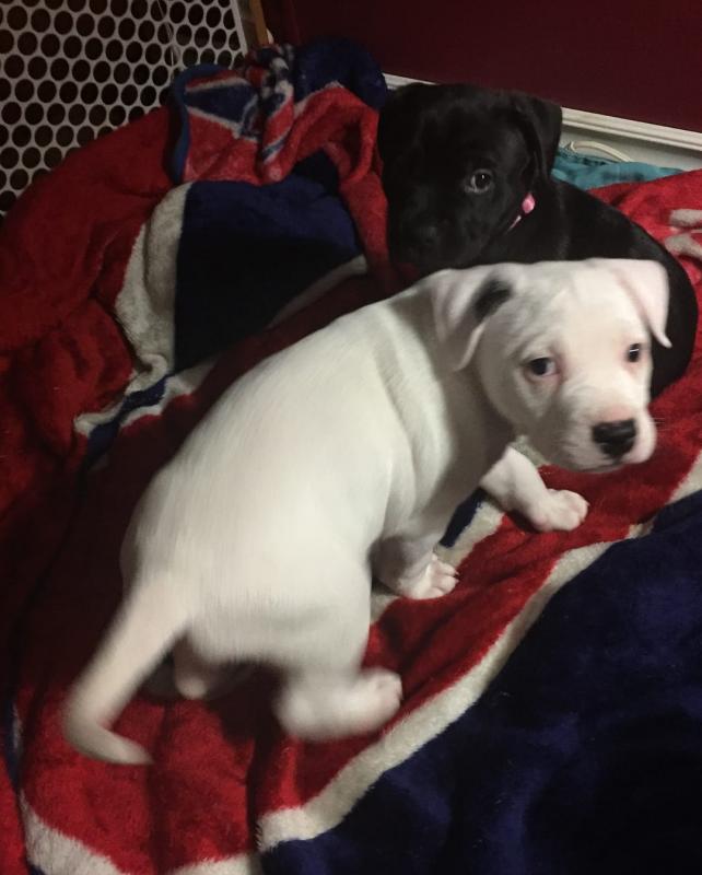 🐶🐶 AMERICAN PITBULL TERRIER PUPPIES for adoption ( mark.julie6889@gmail.com ) Image eClassifieds4u