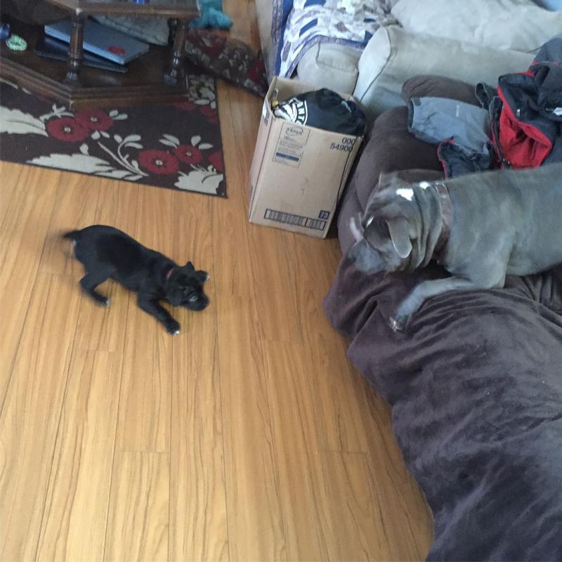 🐶🐶 AMERICAN PITBULL TERRIER PUPPIES for adoption ( mark.julie6889@gmail.com ) We have male Image eClassifieds4u