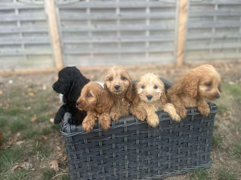 ❤❤ Beautiful F1b C0CKAPOO puppies ready for loving homes.❤❤ Image eClassifieds4u