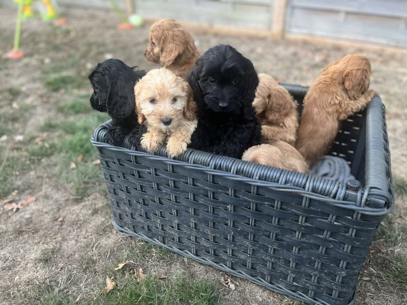 ❤❤ Beautiful F1b C0CKAPOO puppies ready for loving homes.❤❤ Image eClassifieds4u