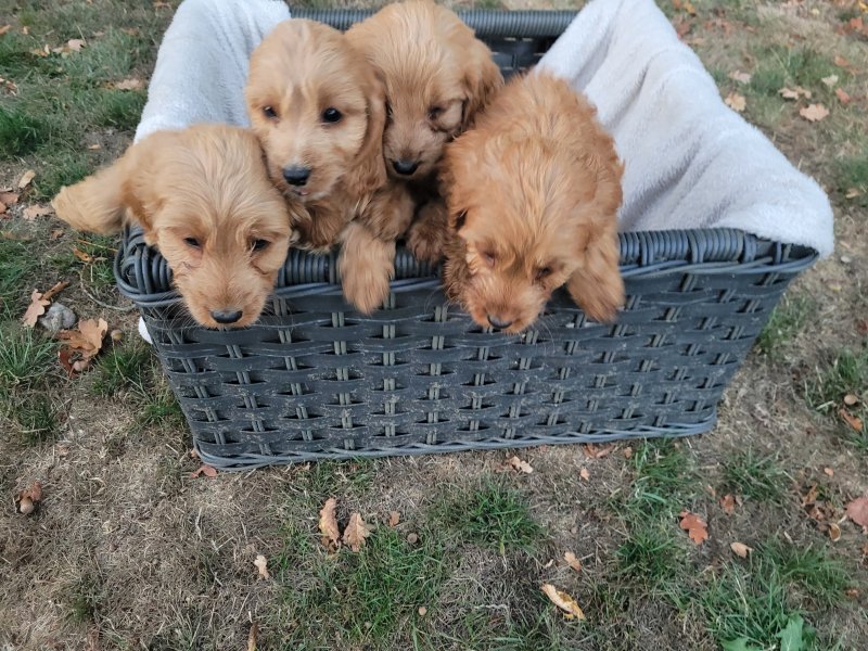 ❤❤ Beautiful F1b C0CKAPOO puppies ready for loving homes.❤❤ Image eClassifieds4u