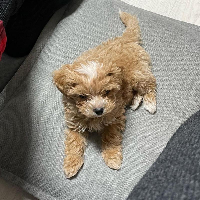 Cute Maltipoo Puppies available for adoption { anthony.christine672@gmail.com } Image eClassifieds4u