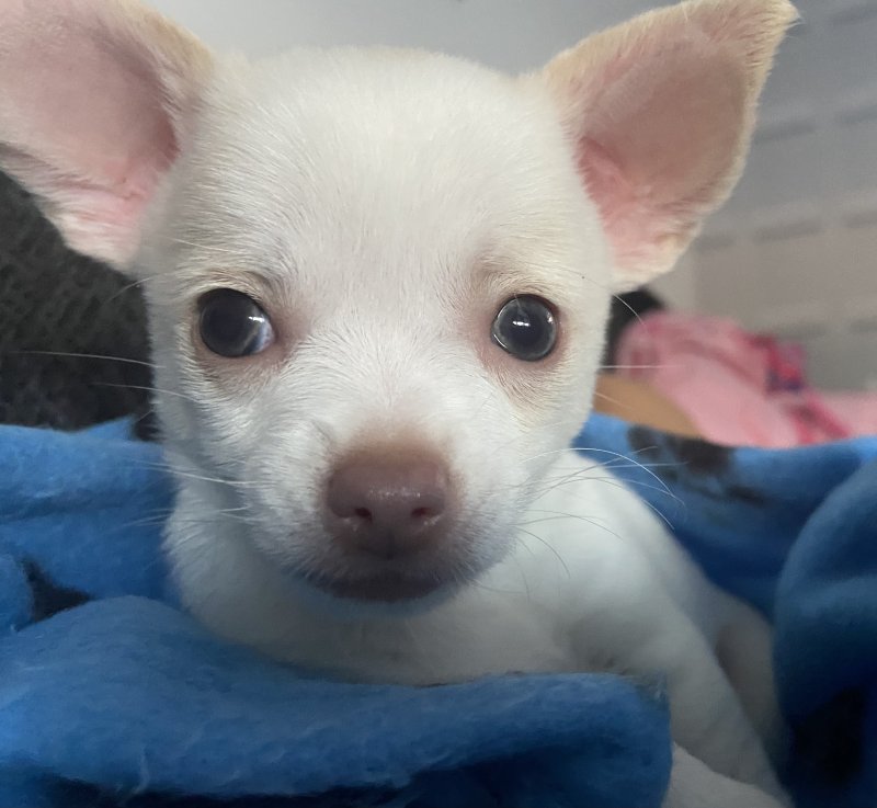 ❤️Gorgeous Chihuahua Puppies❤️ Image eClassifieds4u
