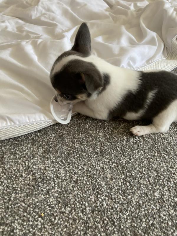 ❤️Gorgeous Chihuahua Puppies❤️ Image eClassifieds4u