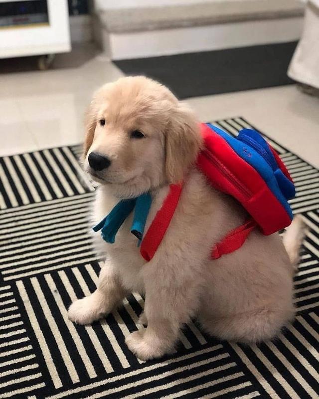 Male and female Golden retriever Puppies available. {justilla345@gmail.com} Image eClassifieds4u