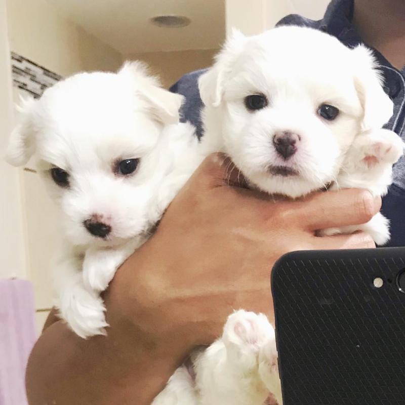Maltese Puppies Available for adoption ( micheal.jennifer358@gmail.com ) Image eClassifieds4u