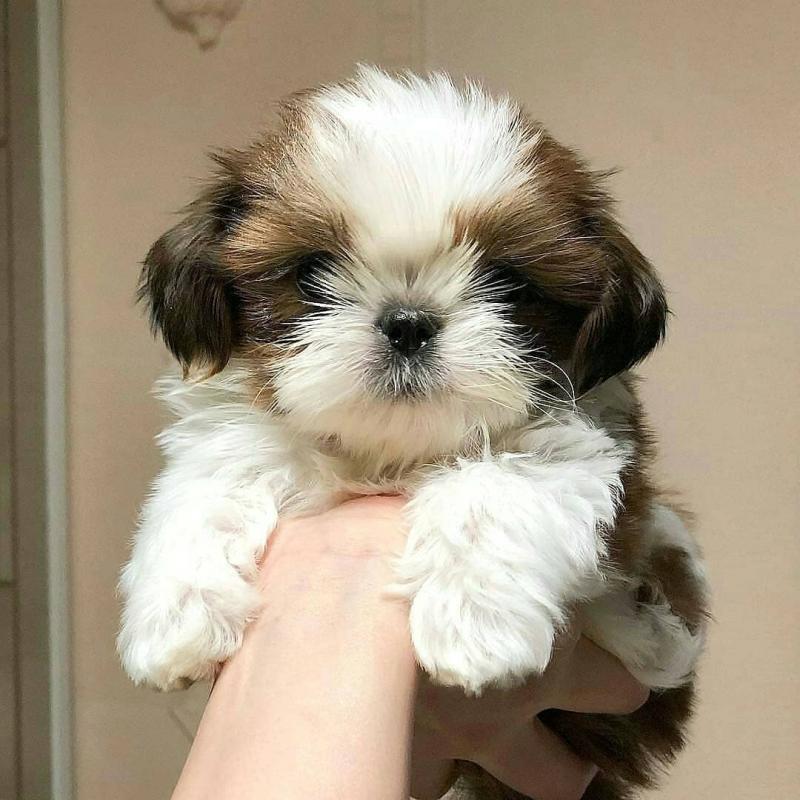 shih tzu PUPPIES FOR ADOPTION ( jeremy.susan1980@gmail.com ) Image eClassifieds4u