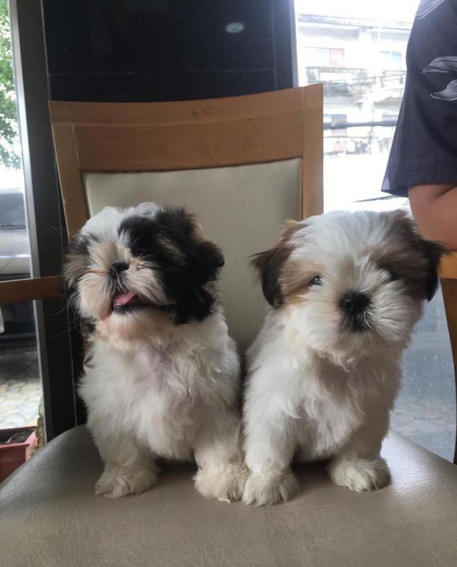 shih tzu PUPPIES (jeremy.susan1980@gmail.com) Image eClassifieds4u