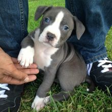 🐶🐶 AMERICAN PITBULL TERRIER PUPPIES for adoption ( mark.julie6889@gmail.com )