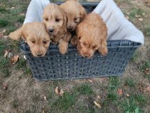 ❤❤ Beautiful F1b C0CKAPOO puppies ready for loving homes.❤❤