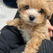 Cute Maltipoo Puppies available for adoption {anthony.christine672@gmail.com}