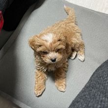 Cute Maltipoo Puppies available for adoption { anthony.christine672@gmail.com }