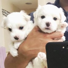 Maltese Puppies Available for adoption ( micheal.jennifer358@gmail.com )