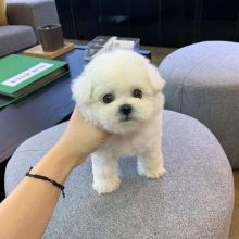 Maltese Puppies Available ( micheal.jennifer358@gmail.com)