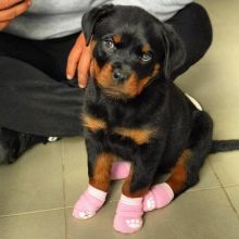 Rottweiler Puppies Available for adoption ( kelliashongod1985@gmail.com)