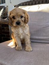 2 stunning male and female C0CKAPOO puppies left
