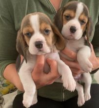 5th Generation Pedigree Beagle Puppies