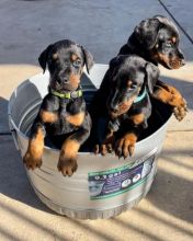 Beautiful Doberman pinscher puppies for adoption (tella6603@gmail.com )
