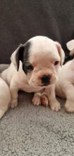 Beautiful French Bulldog puppies