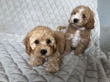 Beautiful health tested Cavapoo puppies