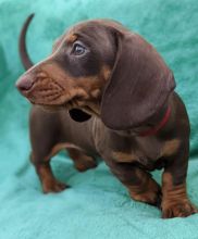 Beautiful Standard Smooth Haired Dachshund puppies