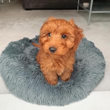 Cavapoo puppies available in good health condition for new homes