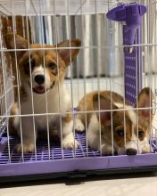 Corgi puppies for adoption (tsara5790@gmail.com )