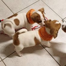 CUTE JACK RUSSEL PUPPIES (connierich1980@gmail.com)