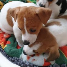 CUTE JACK RUSSEL PUPPIES FOR ADOPTION (connierich1980@gmail.com)
