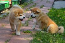 Excellent Akita inu puppies for adoption ( stephen.kimberly909@gmail.com )