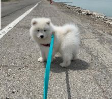 Gorgeous, playful samoyed puppies for adoption {kellybains56@gmail.com}