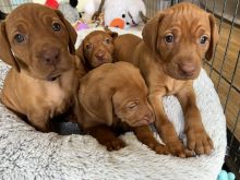 Hungarian Vizsla puppies , DNA health screened