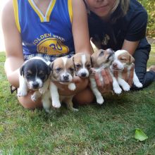 Jack Russell Terrier puppies ready now !!