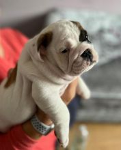 KC Registered English Bull Dog Puppies